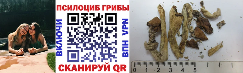 что такое   Кропоткин  OMG tor  Галлюциногенные грибы Psilocybine cubensis 